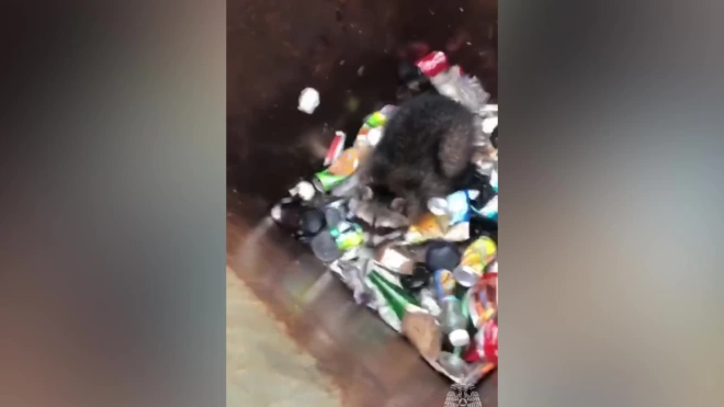 В Моздоке сотрудник МЧС вытащил енота из мусорного бака