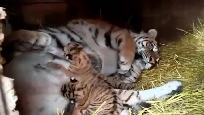 В барнаульском зоопарке тигрица Багира родила малышей