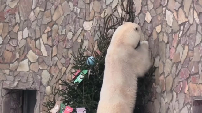 В Ленинградском зоопарке показали, как медведица Хаарчаана украшает ёлку игрушками