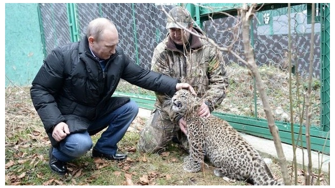 Президент Путин пообщался с леопардом лицом к лицу