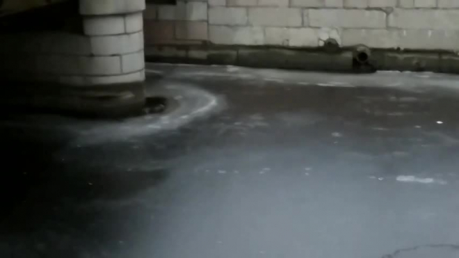 В Петербурге под мостом Декабристов застрял бобр