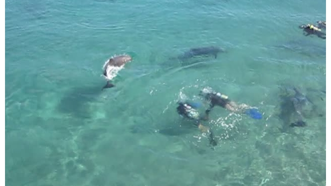Дельфины-экстремалы