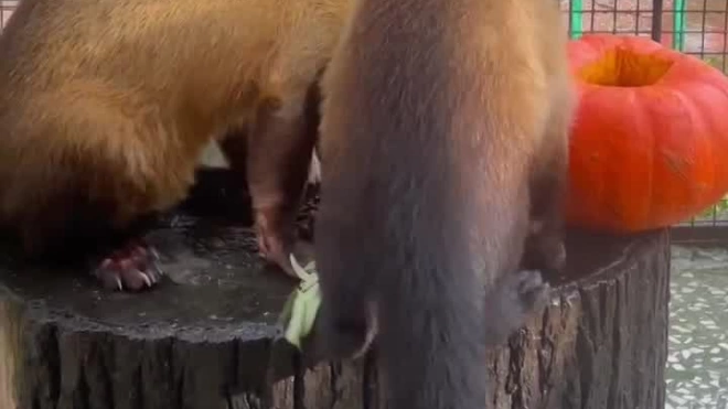 В Ленинградском зоопарке харзы Сильвер и Катрина пробуют рябину и борются с тыквой