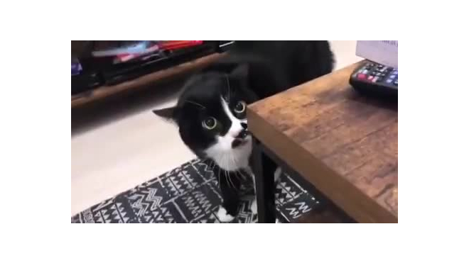 Питерский кот, исполняющий "грузинские песни", стал знаменит