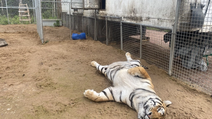 Инспекторы Росприроднадзора посетили "Дом тигра" в Ленобласти