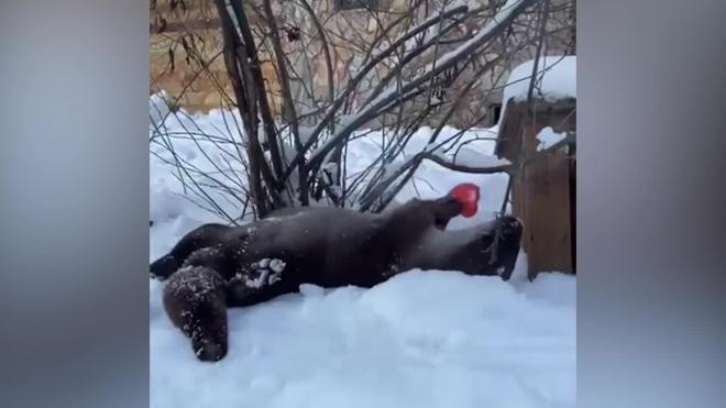 Ленинградский зоопарк показал выдру по кличке Финик, радующуюся снегу