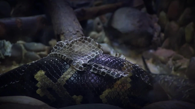 Появилось видео, как змея Ассоль обновляет чешую в Ленинградском зоопарке