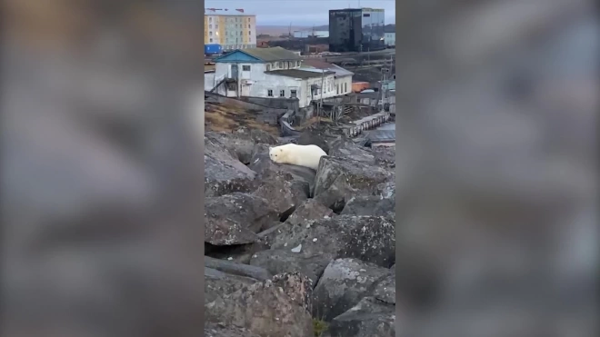 На севере Красноярского края осиротевший белый медвежонок пришел к людям