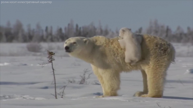 Жители села на Чукотке отражают нашествие белых медведей