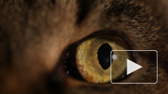 Ученые доказали восприимчивость кошек к коронавирусу