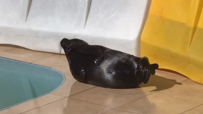 Видео: ладожский нерпенок Дубровский загорает у бассейна