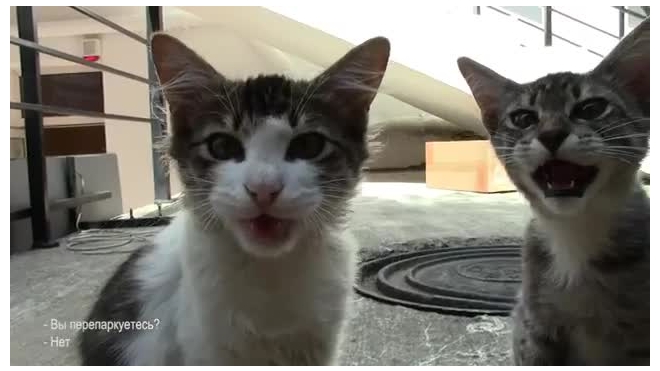 Видео «СтопКот (Кошачий СтопХам)» станет хитом интернета