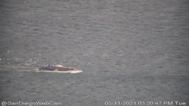 В Калифорнии два редких кита погибли под винтом эсминца ВМС Австралии