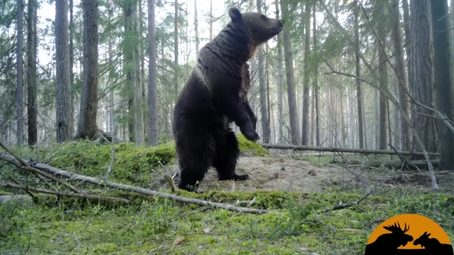 Медведи начали активно передвигаться в лесах Ленобласти из-за начала брачного периода
