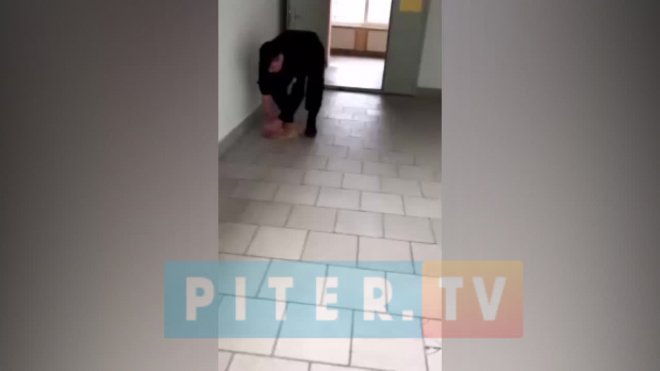 ЧОП прокомментировал действия охранника, швырнувшего беременную кошку в общежитии ЛГУ им. Пушкина 