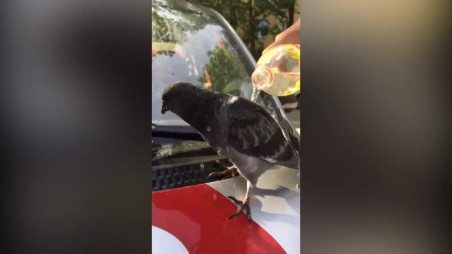 Петербуржцы спасли голубя от жары: птицу полили из бутылки водой