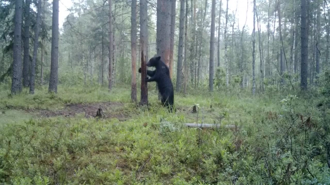 Молодая медведица во Всеволожском районе активно ищет себе жениха