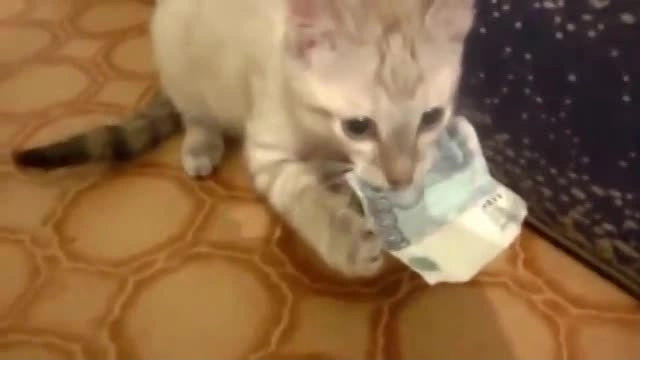 Котенок украл деньги