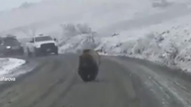 Видео: На Камчатке медведь вышел на трассу и создал пробку