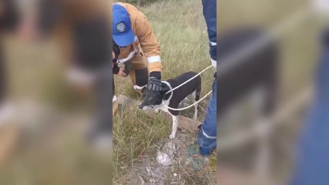 Поисково-спасательный отряд Лодейного Поля помог провалившейся в колодец собаке