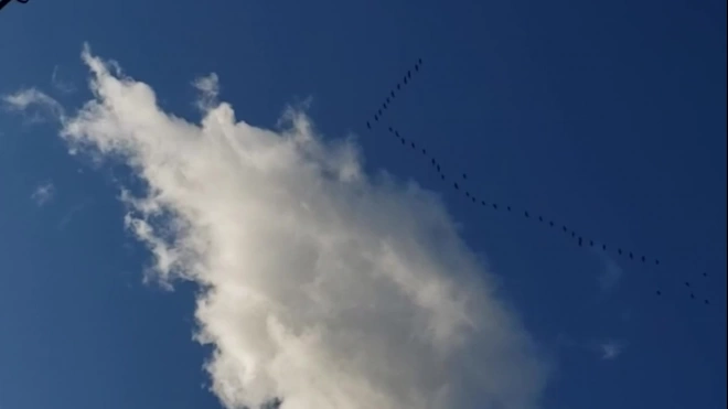 Видео: гуси стаями летят через Ленинградскую область на зимовку