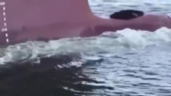 Смешное видео: ленивый тюлень прокатился на носу корабля