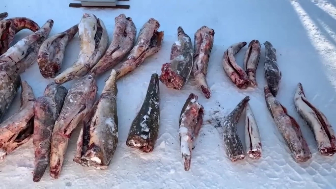 Пограничники обнаружили тайник с краснокнижной рыбой в Хабаровском крае