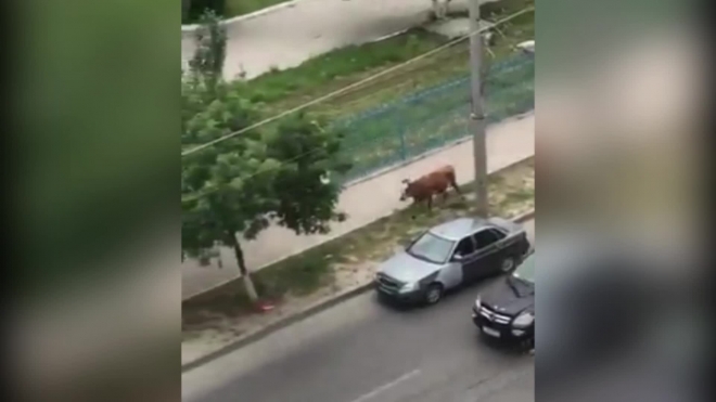 Видео из Махачкалы: Полиция открыла огонь по бешеной корове
