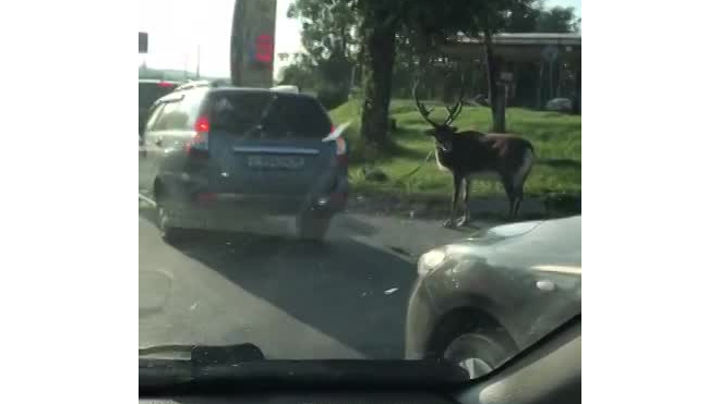 В Нижнем Тагиле оленя прогнали по дороге привязанным за рога к машине