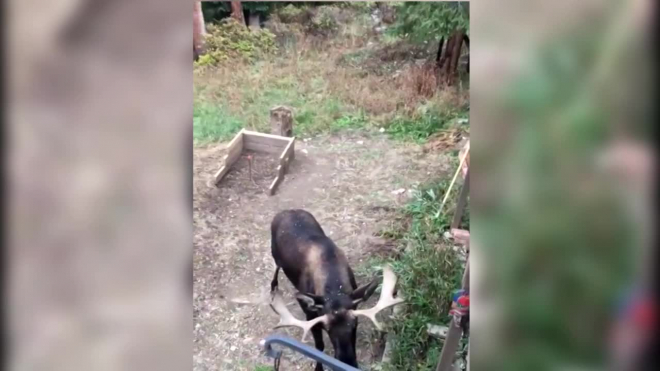 На видео попала схватка лосей перед частным домом в США