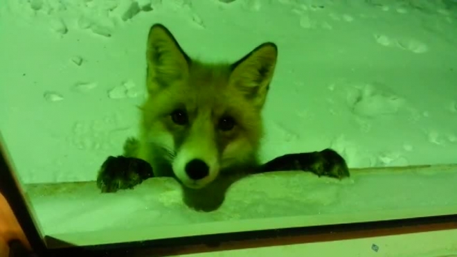 Видео лисички - попрошайки под Челябинском вызвало любопытство