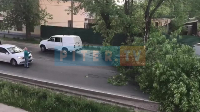 В Тихвине из-за сильного ветра попадали деревья