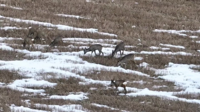 В Волосовском районе на видео попала группа косуль