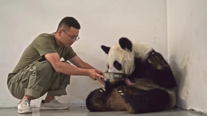 Московский зоопарк рассказал о содержании панд и судьбе их детеныша
