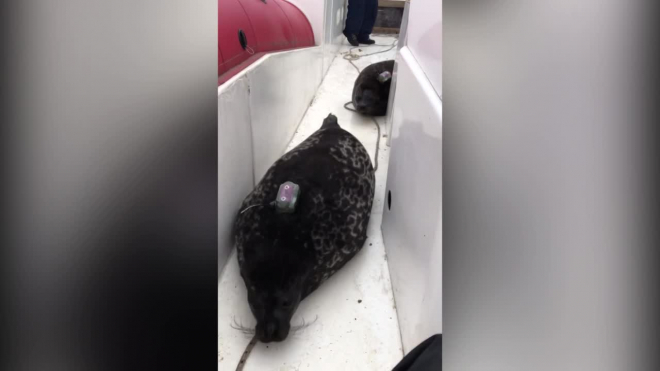 Под Петербургом рыбаки спасли двух тюленей, застрявших в снастях