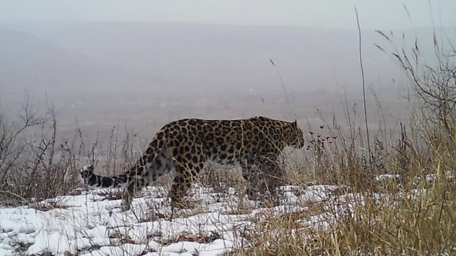 На Дальнем Востоке обнаружены ранее неизвестные леопарды