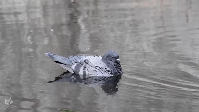 В Петербурге голубь научился плавать в пруду, спасаясь от жары