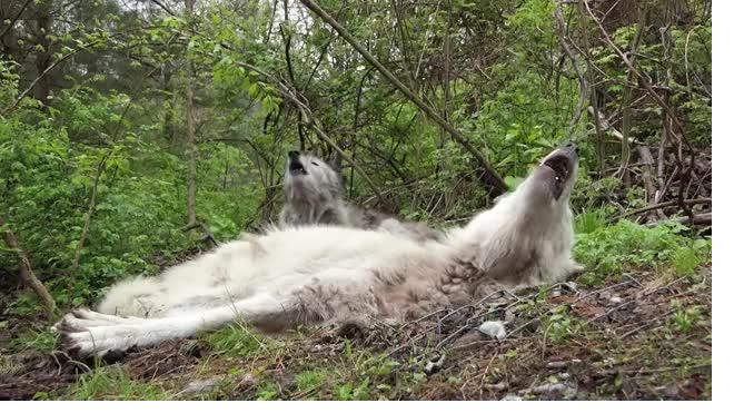 Самые ленивые волки из США завоевали любовь пользователей интернета 