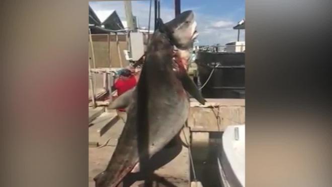Подросток самостоятельно поймал 382-килограммовую акулу