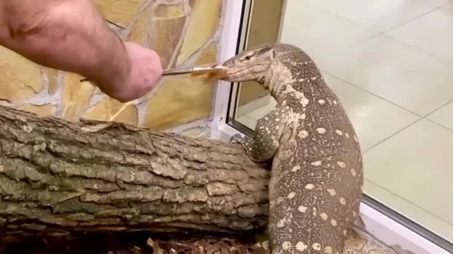 В Ленинградском зоопарке показали варана, уплетающего креветки 