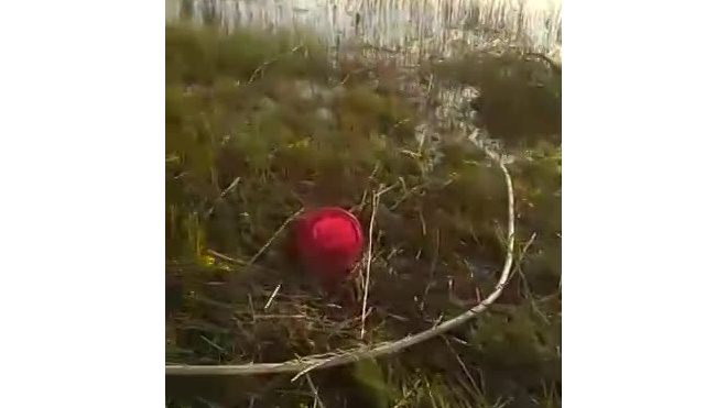 В заказнике "Кургальский" вспыхнул пожар 