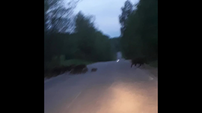 Видео: в Лужском районе заметили семейство кабанов