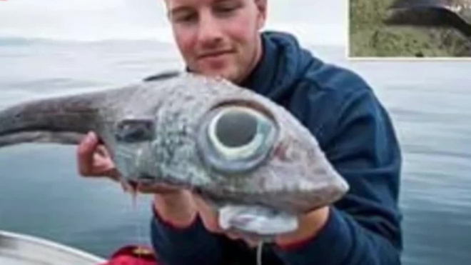 В Норвегии рыбак поймал рыбу-монстра с аномально большими глазами