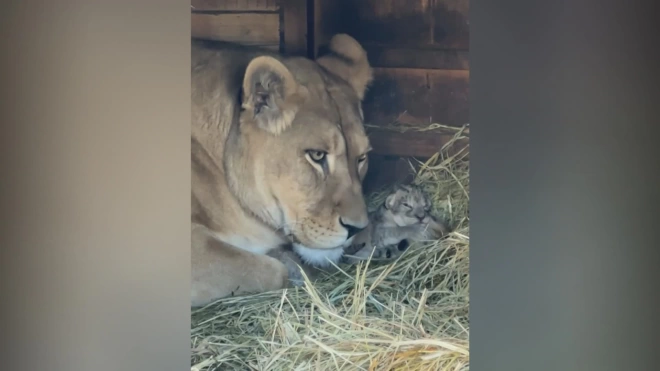 Львица из барнаульского зоопарка показала рожденных на Пасху львят