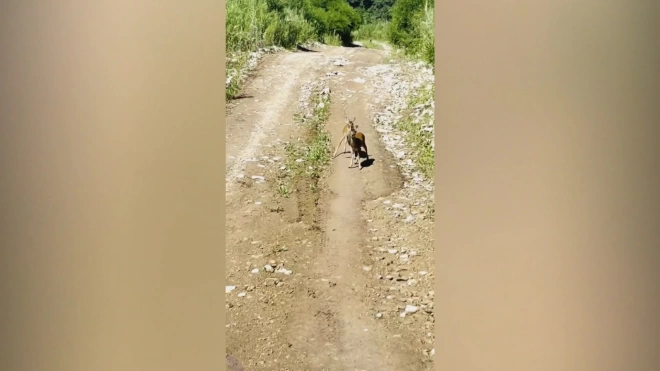 В Приморье впервые попали на видео детеныши редкого водяного оленя