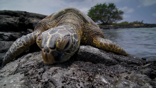 Выяснилось, почему морские черепахи едят грязный пластик в океане