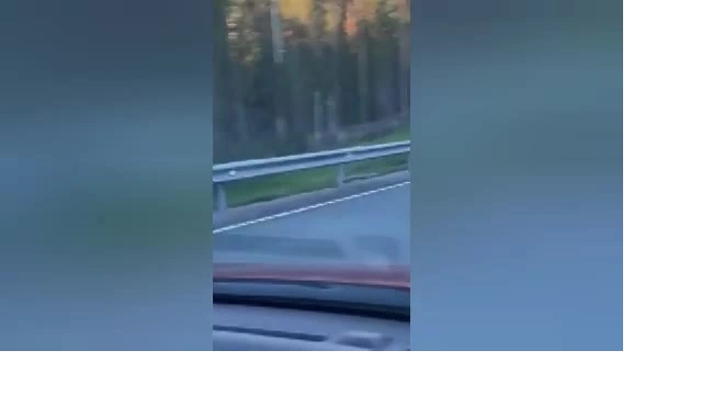 Видео: медвежонок пробежал на фоне радуги в Приозерском районе