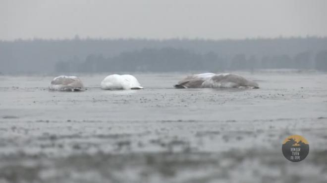 В Ленобласти заметили оставшихся в суровые морозы лебедей-кликунов
