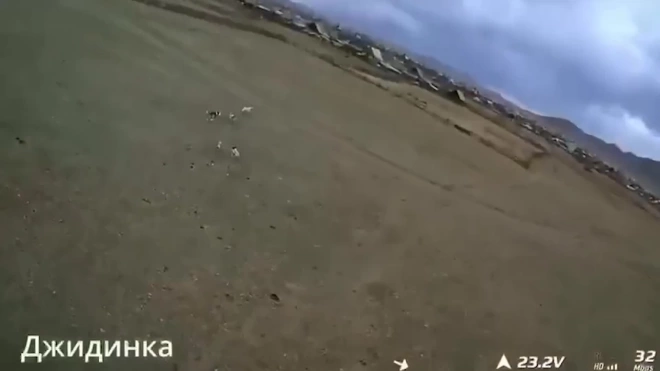 В Бурятии дрон разогнал собак, напавших на теленка