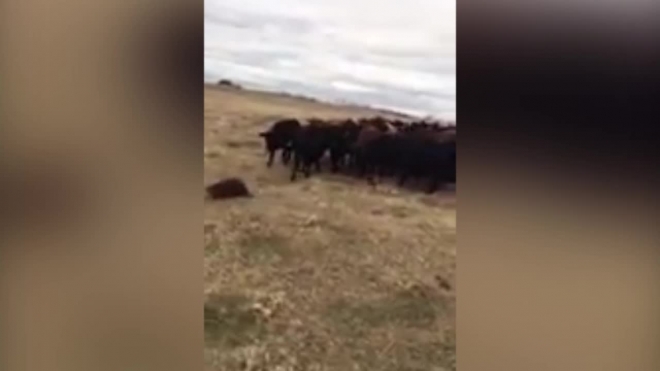 Смешное видео из Канады: бобер стал предводителем коров